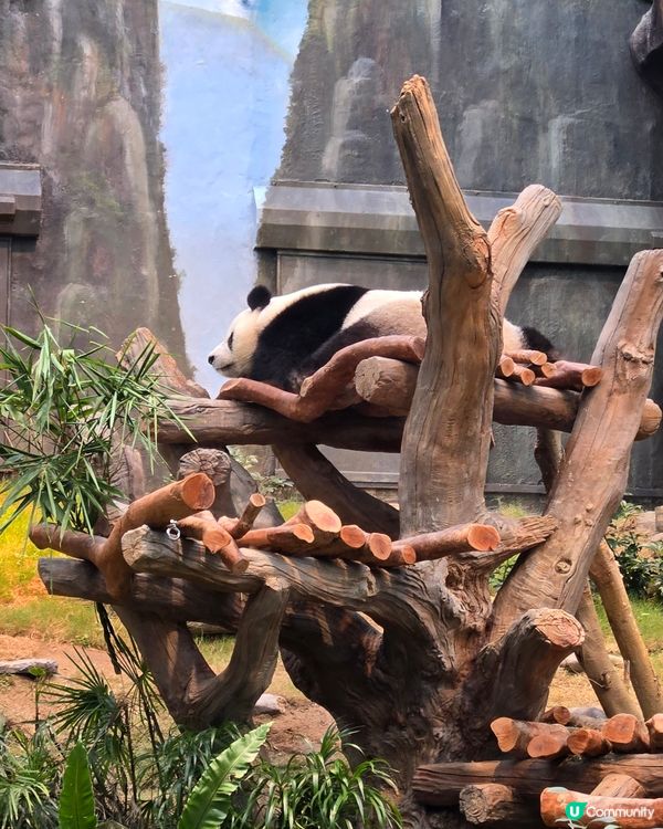 熊貓熊貓我來了‼️