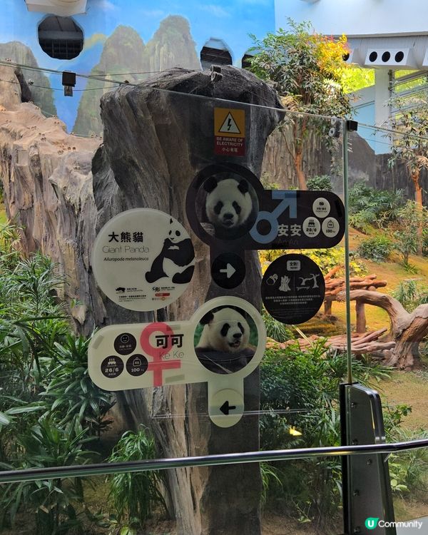 熊貓熊貓我來了‼️