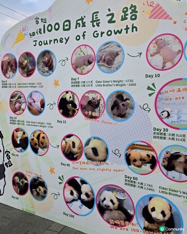 熊貓熊貓我來了‼️