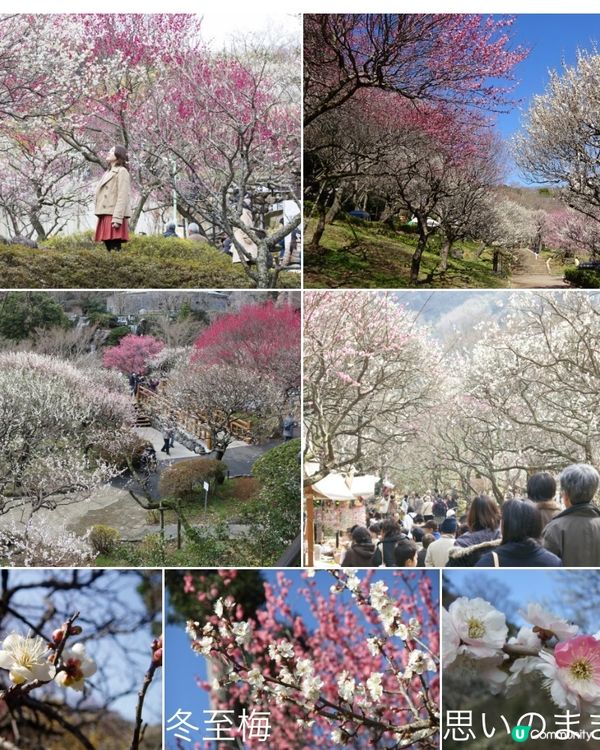 📣賞花啦🌸熱海有梅花祭同櫻花祭呀！
