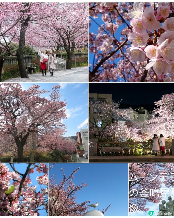 📣賞花啦🌸熱海有梅花祭同櫻花祭呀！