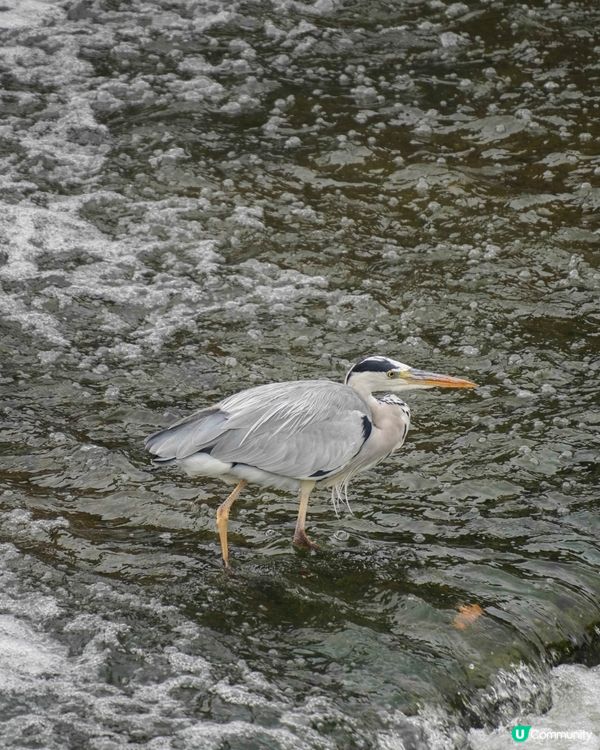 京都嵐山｜看自然美景、竹林小徑不錯的觀光景點