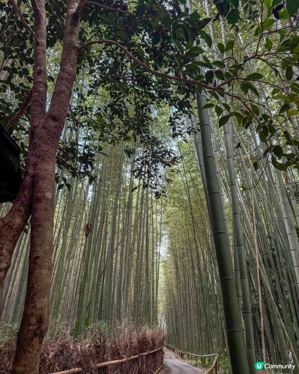 京都嵐山｜看自然美景、竹林小徑不錯的觀光景點