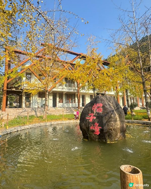 ✨✨銀杏黃啦✨✨