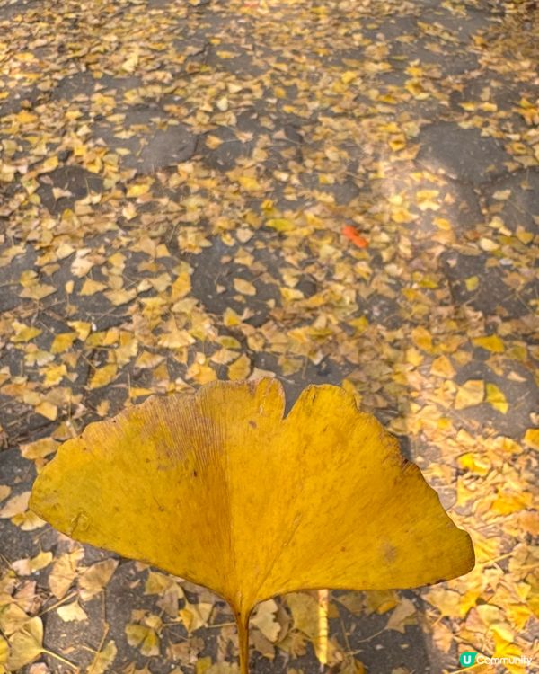 ✨✨銀杏黃啦✨✨