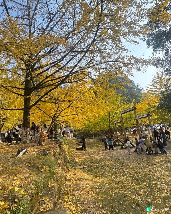 ✨✨銀杏黃啦✨✨