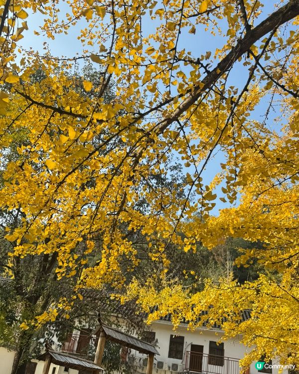 ✨✨銀杏黃啦✨✨