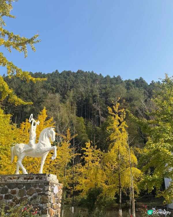 ✨✨銀杏黃啦✨✨