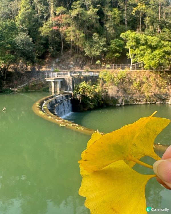 ✨✨銀杏黃啦✨✨