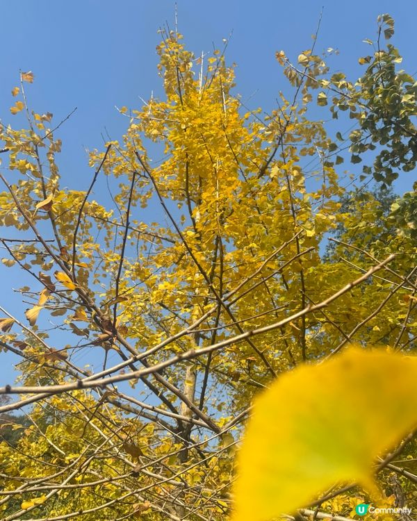 ✨✨銀杏黃啦✨✨