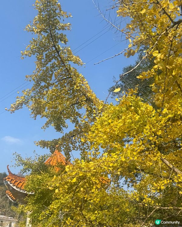 ✨✨銀杏黃啦✨✨