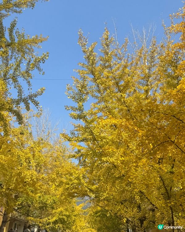 ✨✨銀杏黃啦✨✨
