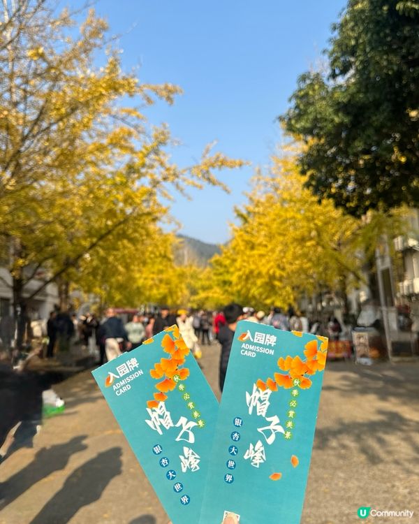 ✨✨銀杏黃啦✨✨