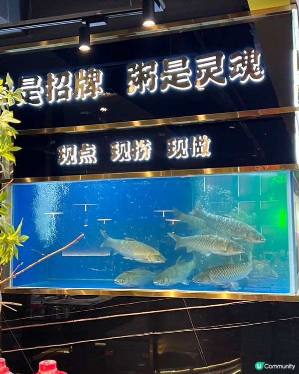 ## 🐟 中山脆肉鯇王👑  魚家王，鮮味爆燈！