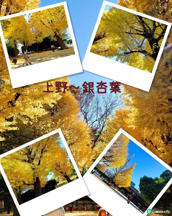 上野恩賜公園🍂 黃葉初體驗！