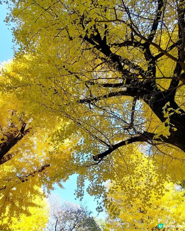 上野恩賜公園🍂 黃葉初體驗！