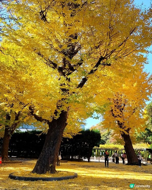 上野恩賜公園🍂 黃葉初體驗！