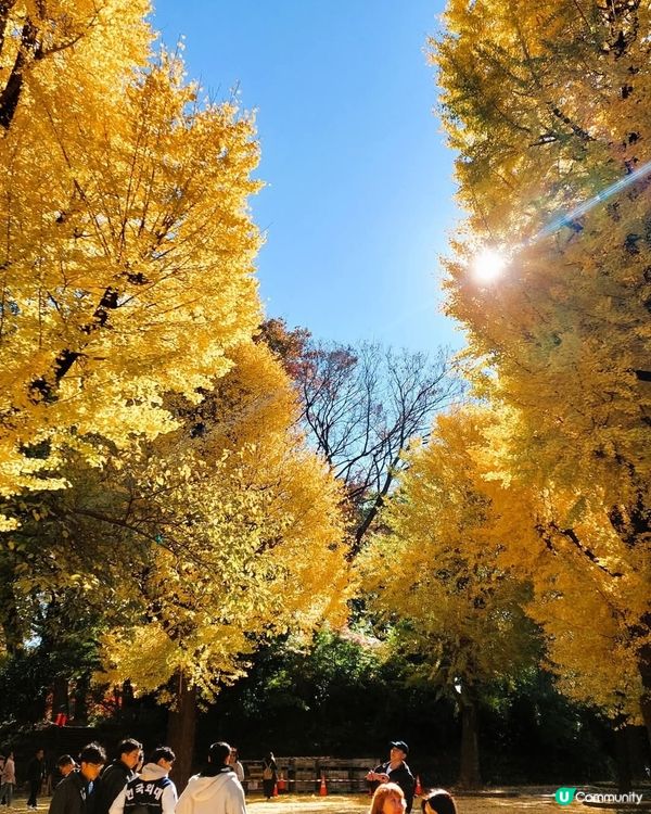 上野恩賜公園🍂 黃葉初體驗！