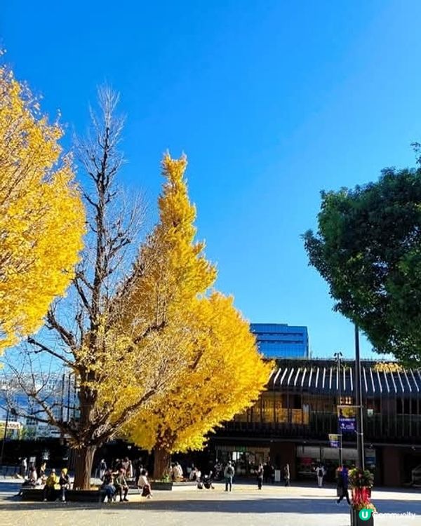 上野恩賜公園🍂 黃葉初體驗！