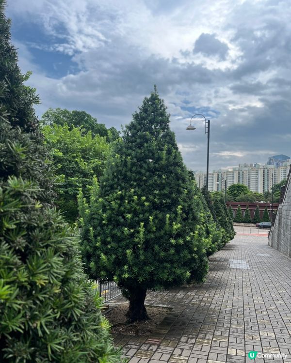 神秘聖誕🎄？！