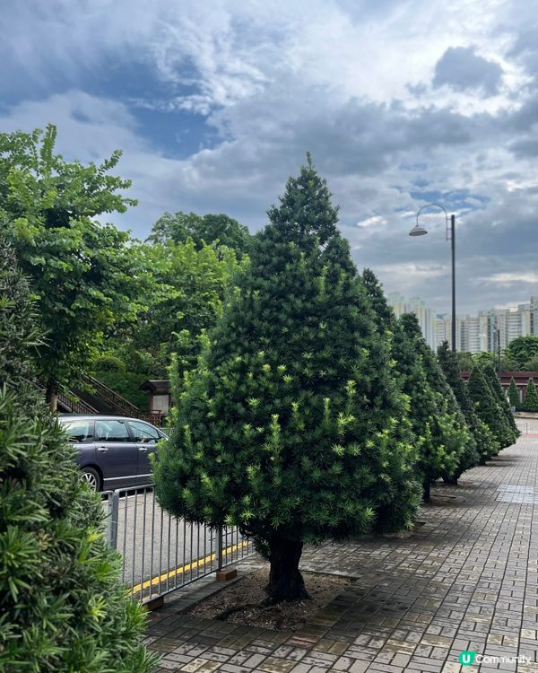 神秘聖誕🎄？！