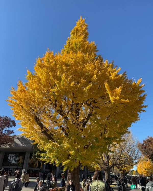 12月頭的銀杏✨