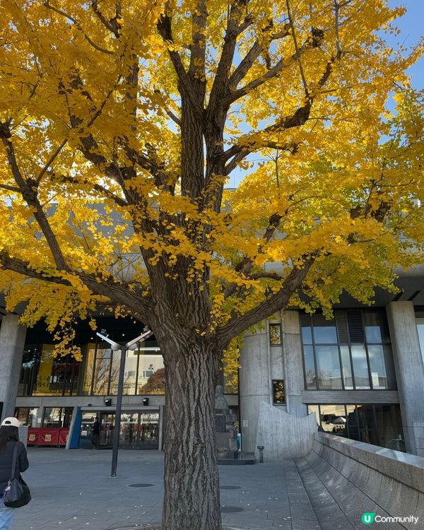 12月頭的銀杏✨