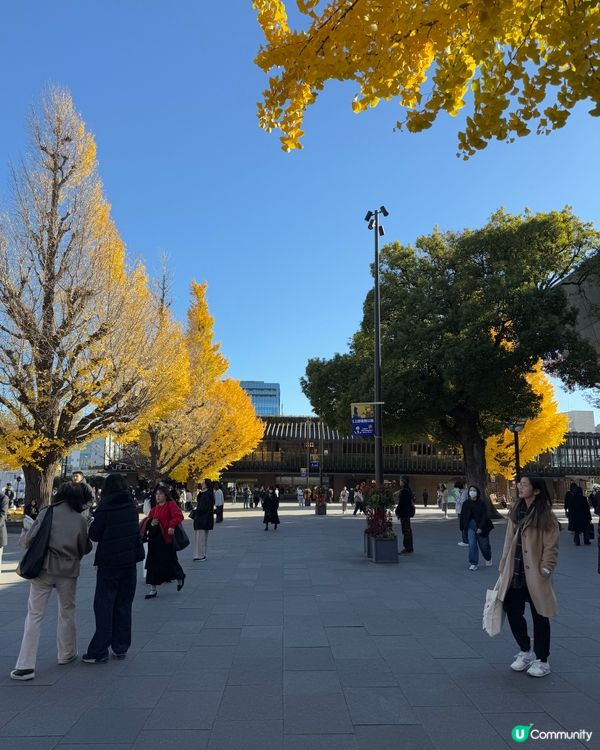 12月頭的銀杏✨