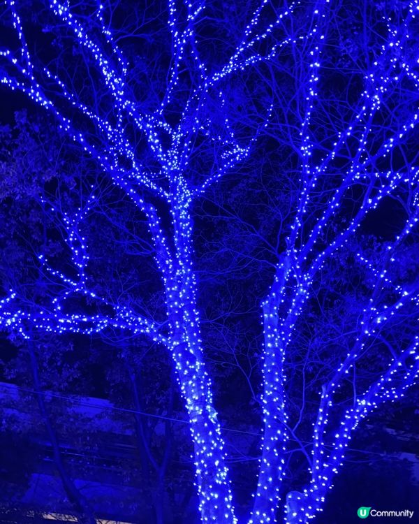 又到一年一度「青の洞窟SHIBUYA」聖誕點燈