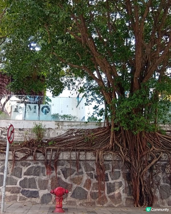 一輩子必須走一趟的街道-荷李活道