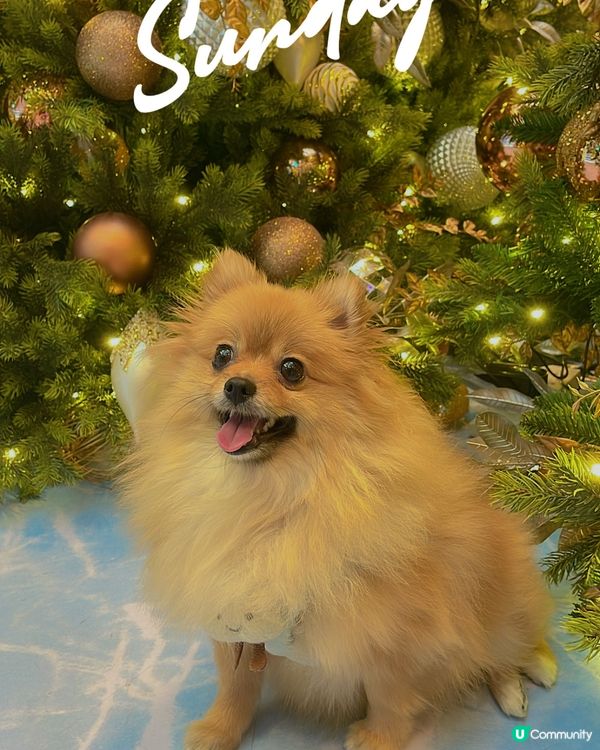 最期待既節日終於到喇~