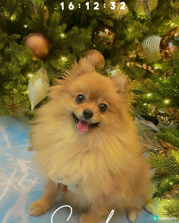 最期待既節日終於到喇~