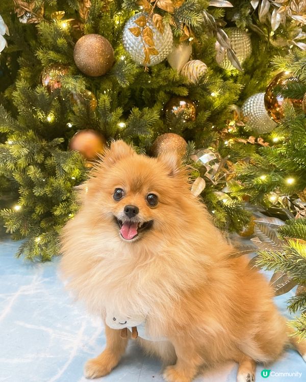 最期待既節日終於到喇~