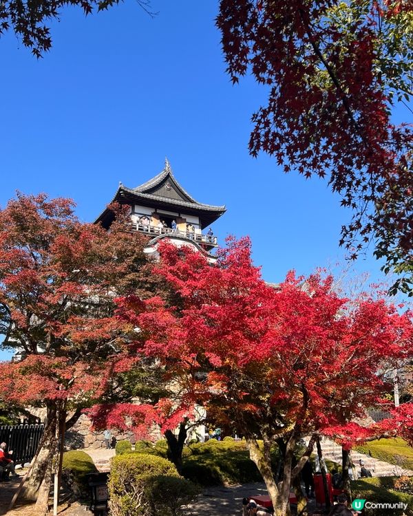 2024最新名古屋旅遊熱店 -犬山城