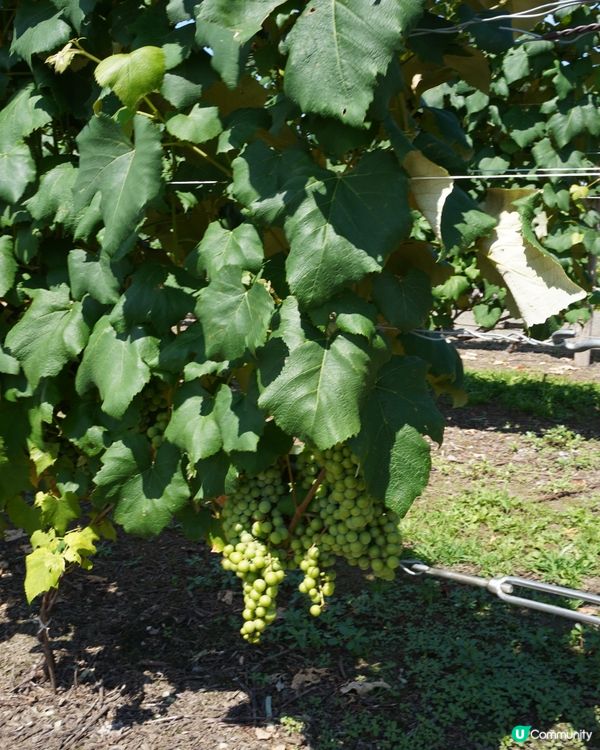 🇯🇵北海道富良野 Campana六花亭