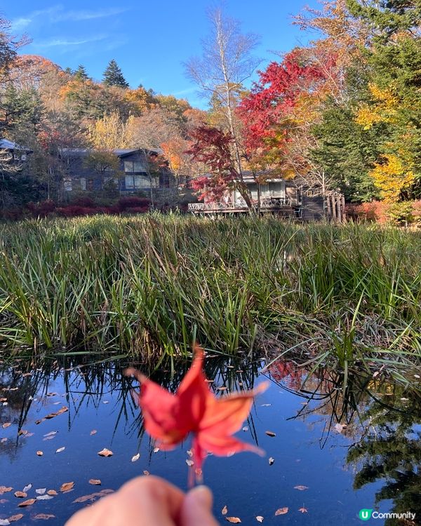 輕井澤賞楓之旅