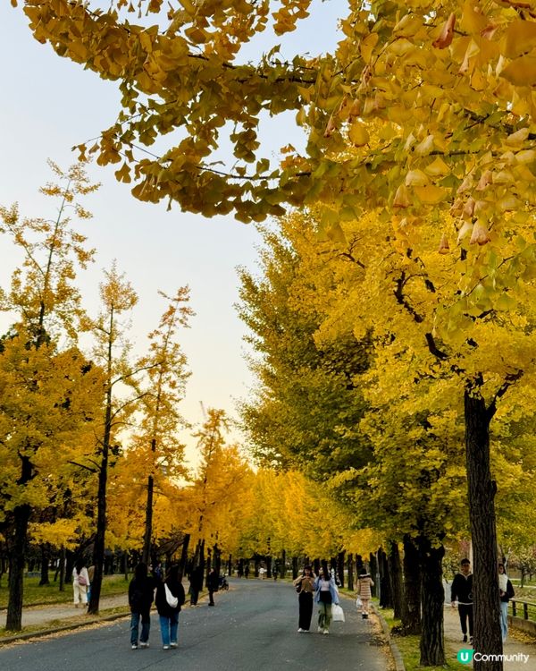 大阪城公園🍁🍂銀杏紅葉一次滿足！🤩