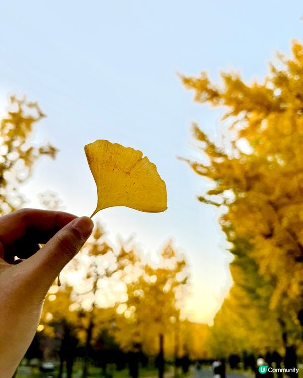 大阪城公園🍁🍂銀杏紅葉一次滿足！🤩