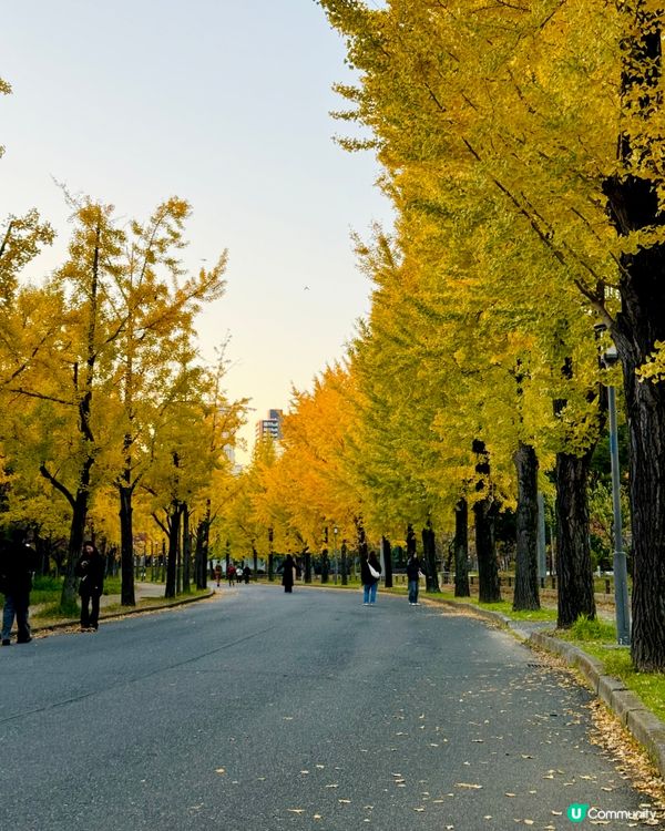 大阪城公園🍁🍂銀杏紅葉一次滿足！🤩