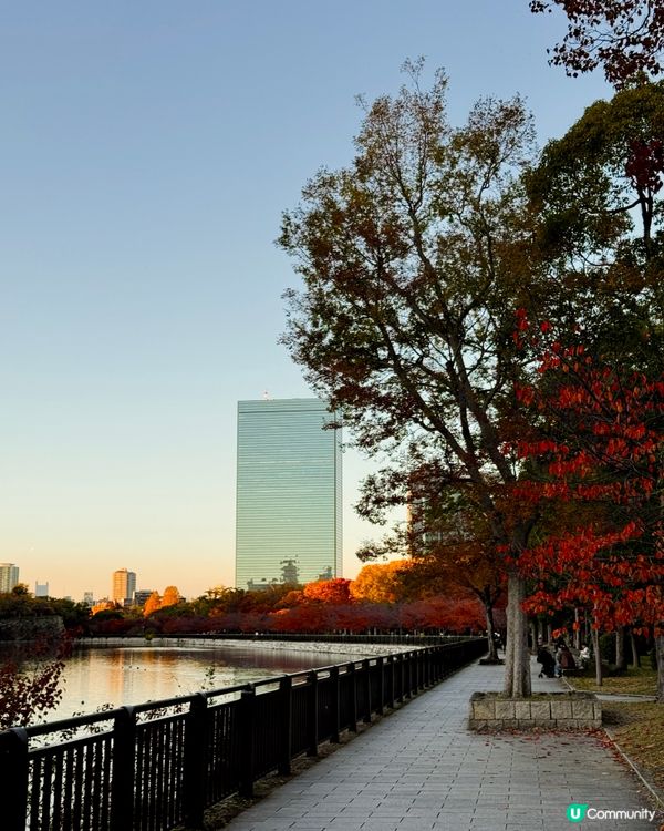大阪城公園🍁🍂銀杏紅葉一次滿足！🤩