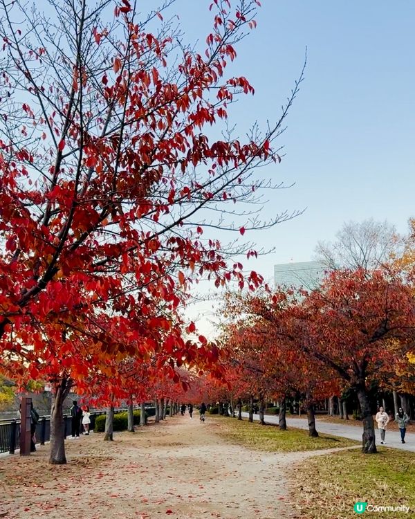 大阪城公園🍁🍂銀杏紅葉一次滿足！🤩