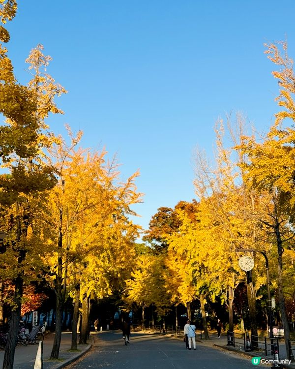 大阪城公園🍁🍂銀杏紅葉一次滿足！🤩