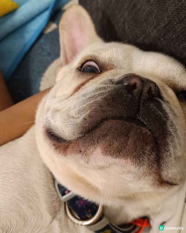 [西澳毛毛🐶] 改壞名の法鬥狗狗飯毛毛