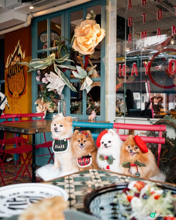 【節日限定】銅鑼灣寵物友善餐廳🎄🎅🏻聖誕寵物蛋糕可預訂🎂