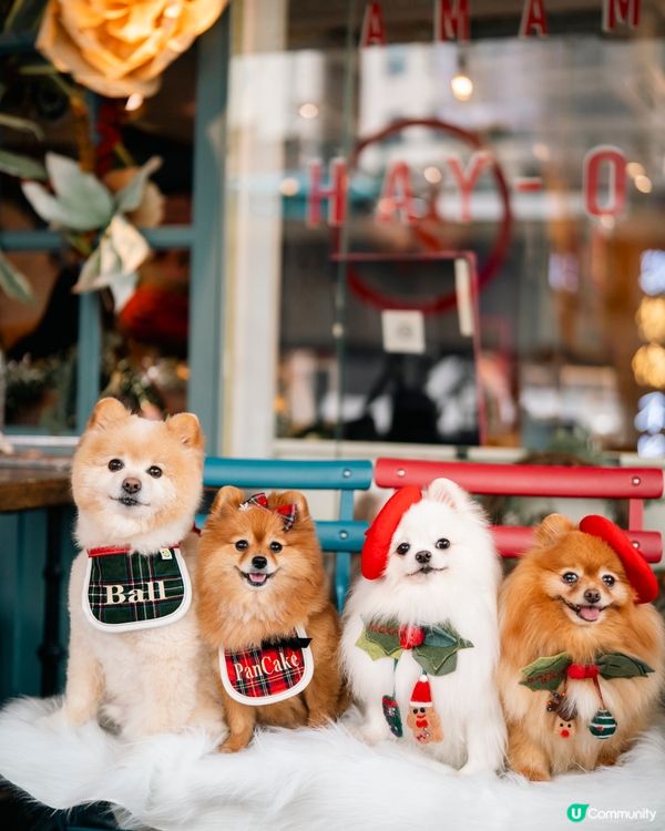 【節日限定】銅鑼灣寵物友善餐廳🎄🎅🏻聖誕寵物蛋糕可預訂🎂
