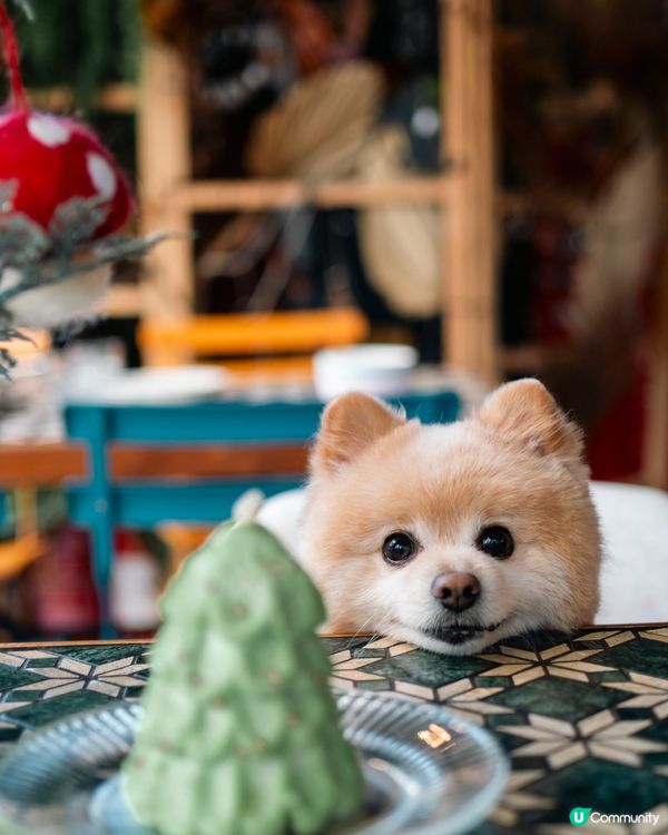 【節日限定】銅鑼灣寵物友善餐廳🎄🎅🏻聖誕寵物蛋糕可預訂🎂