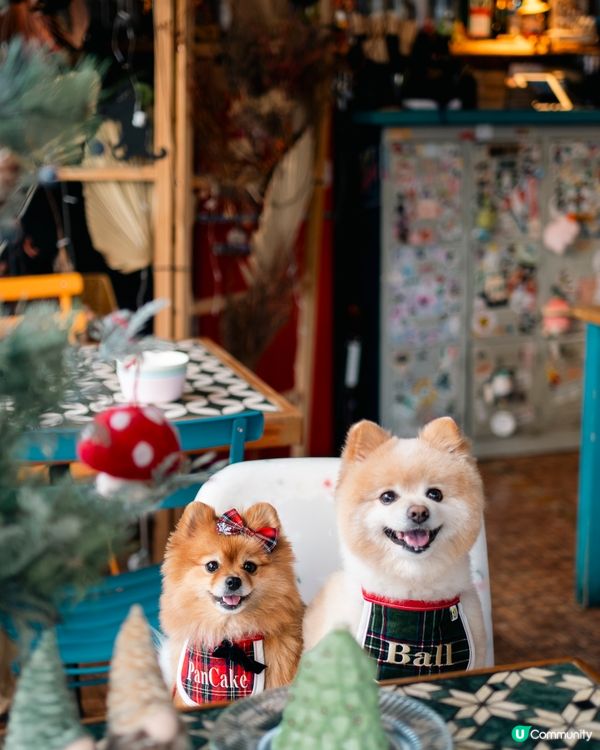 【節日限定】銅鑼灣寵物友善餐廳🎄🎅🏻聖誕寵物蛋糕可預訂🎂
