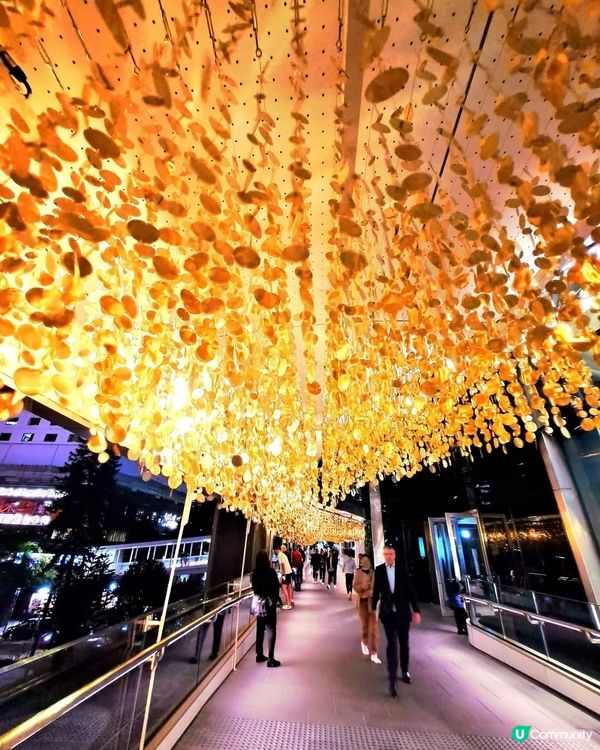 金光閃閃之金鐘聖誕燈飾