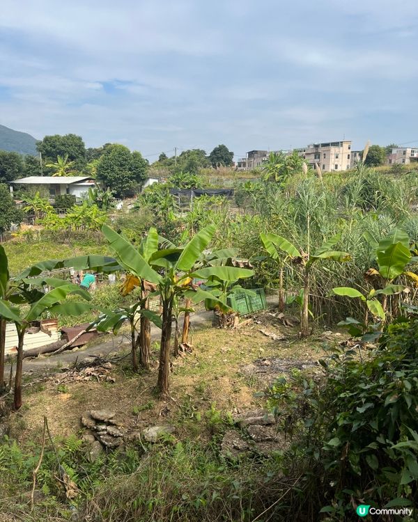 ⛰️ 大埔梧桐寨瀑布群，壯觀景色，震撼人心🌸