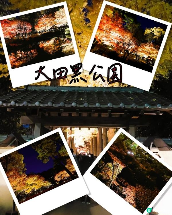 大田黑公園夜賞紅葉🍁🍂